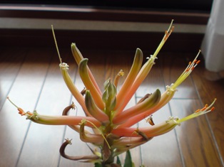 Aloe oshibe.jpg