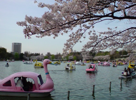 Shinobazu-pond & sakura.jpg