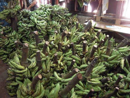 banana indonesia.jpg
