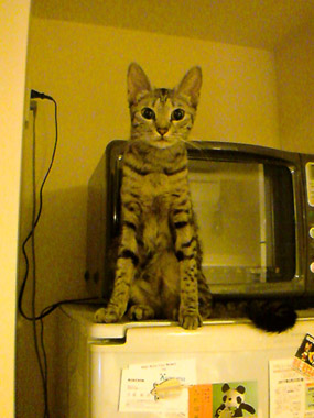 cat on the frige.jpg