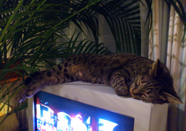 cat sleeping on the TV.jpg