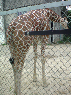 giraffe kyoto.jpg