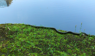 japanese rat snake 2.jpg
