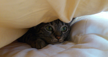 my cat between the sheets.jpg