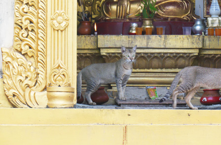 myanmar cat.jpg