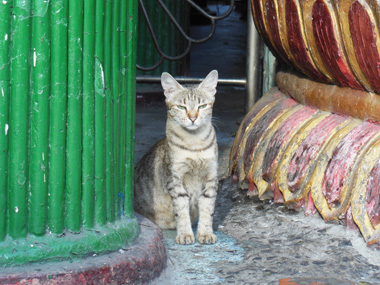myanmar cat 2.jpg
