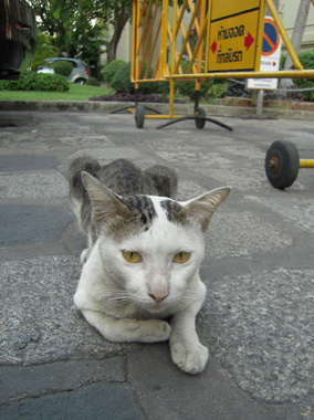 thai cat 2.jpg
