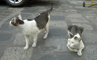 thai two cats.jpg
