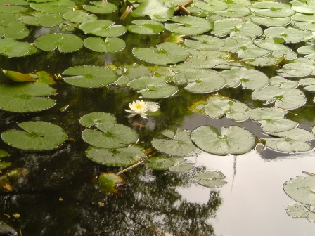 water lily.jpg