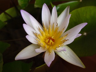 water lily  day 5.jpg
