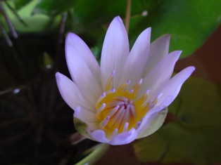 water lily home.jpg