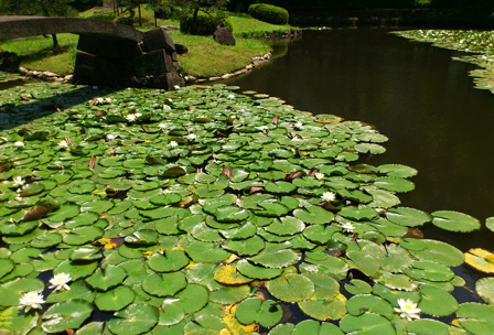 water lily koishikawa 4.jpg